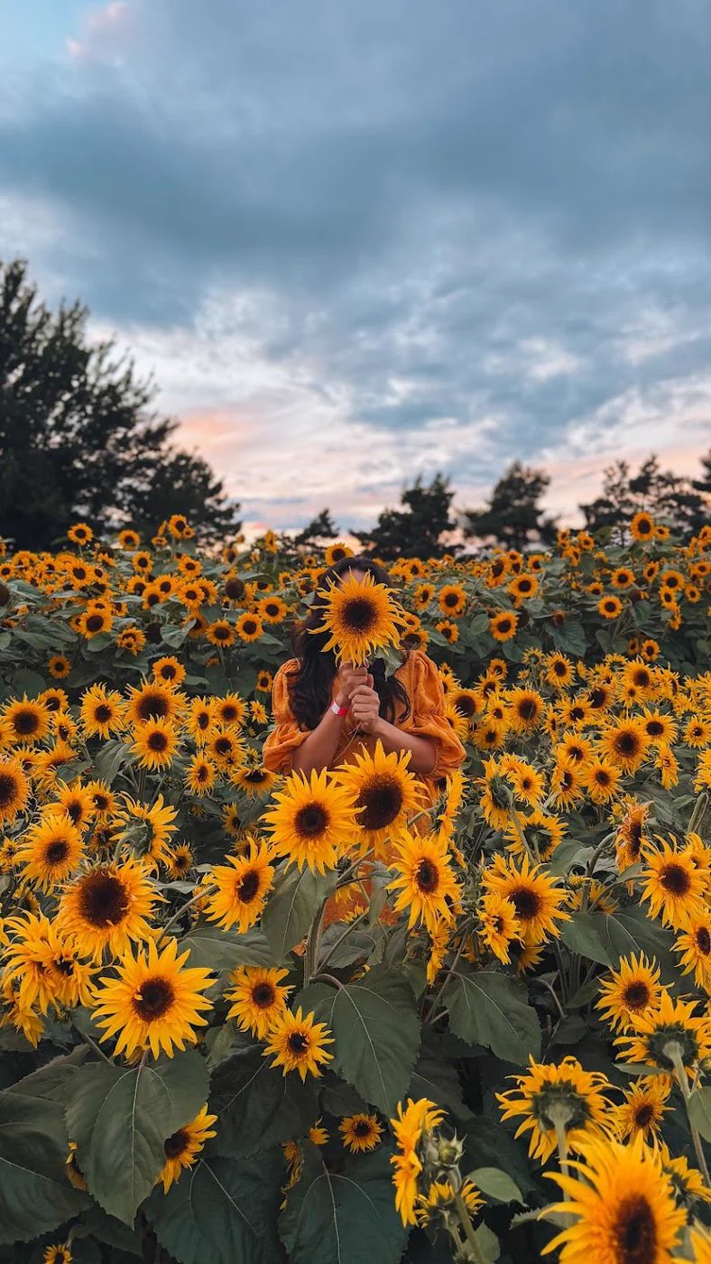 Camila em um campo de girassóis